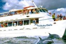 Hoku Nai'a Dolphin Watch, Snorkel and Lunch Tour